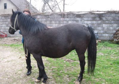 Ergela BBK Sava Orašje