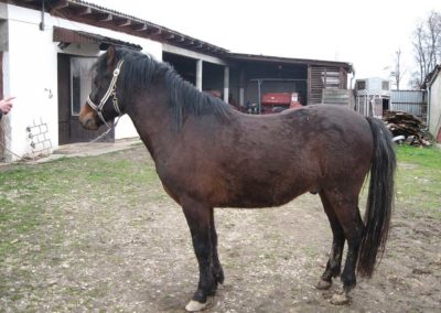 Ergela BBK Sava Orašje