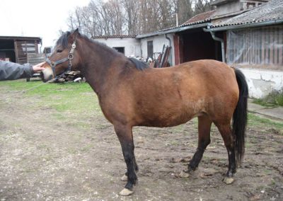 Ergela BBK Sava Orašje