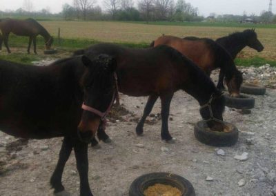 Ergela BBK Sava Orašje