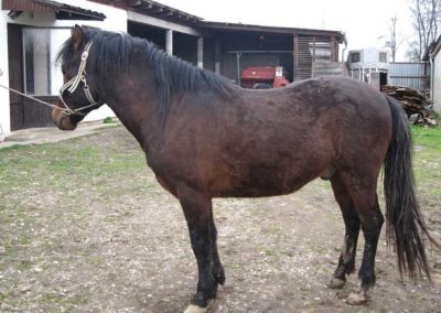 Ergela BBK Sava Orašje