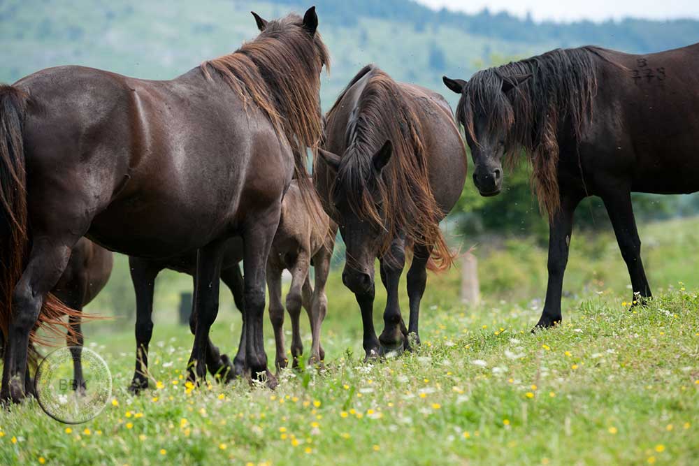 BBK ”dobio vizu” za Njemačku