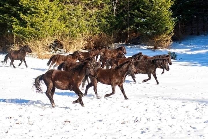 Ergela bosanskog brdskog konja na planini Vlašić
