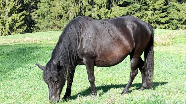 Bosanski brdski konja u Švicarskoj