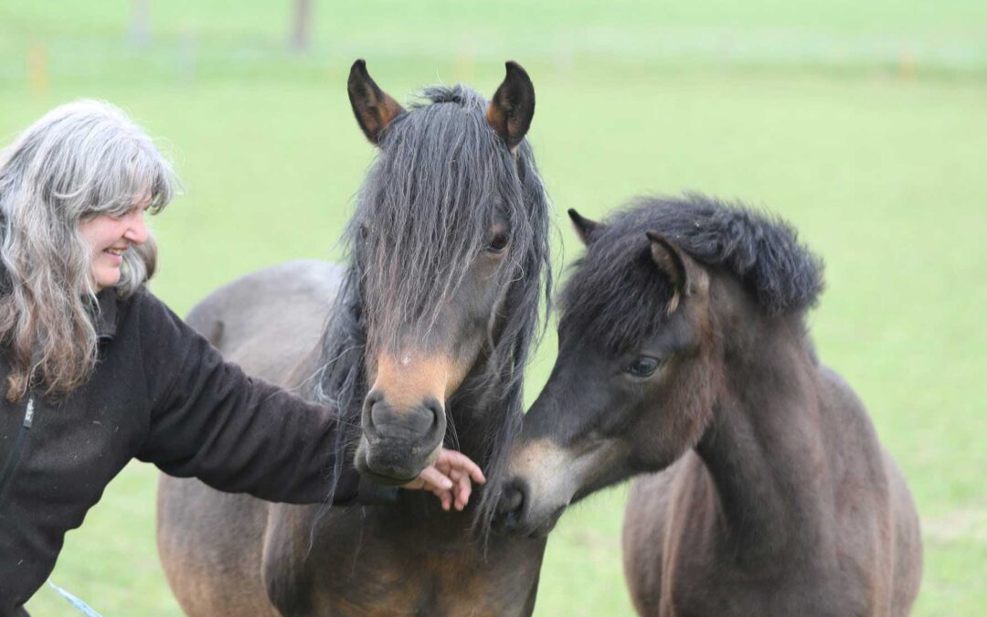 Uzgoj BBK u Švicarskoj