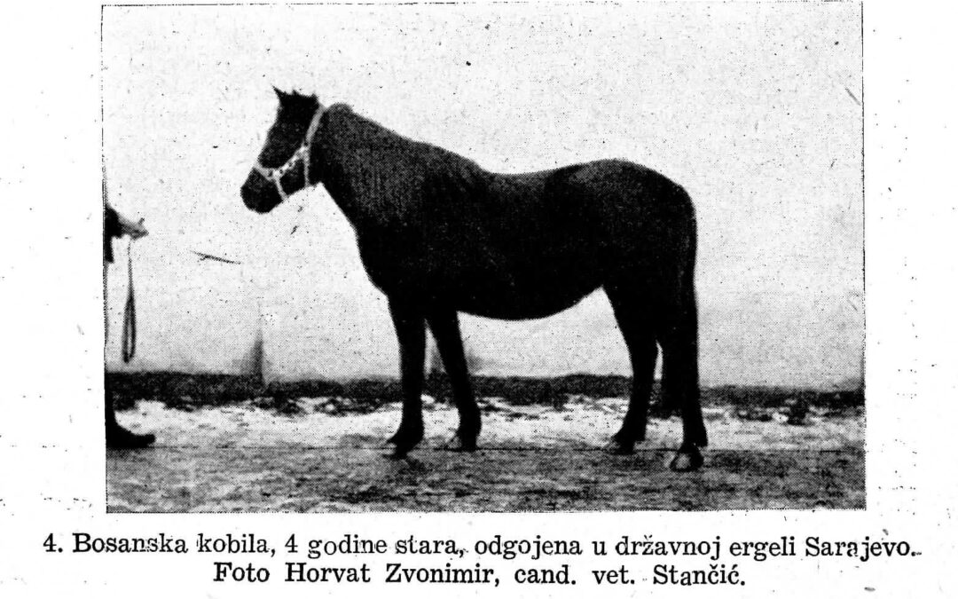 Iz stare literature o bosanskom brdskom konju