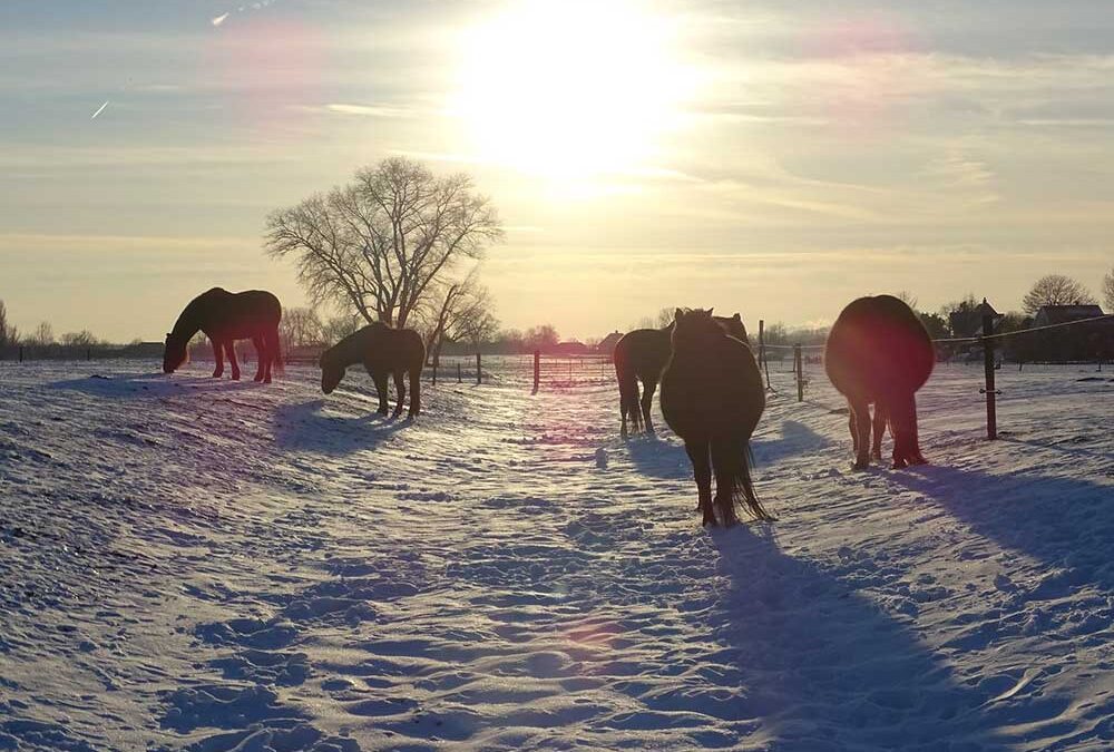 Uzgoj bosanskog brdskog konja u Nizozemskoj – drugi dio