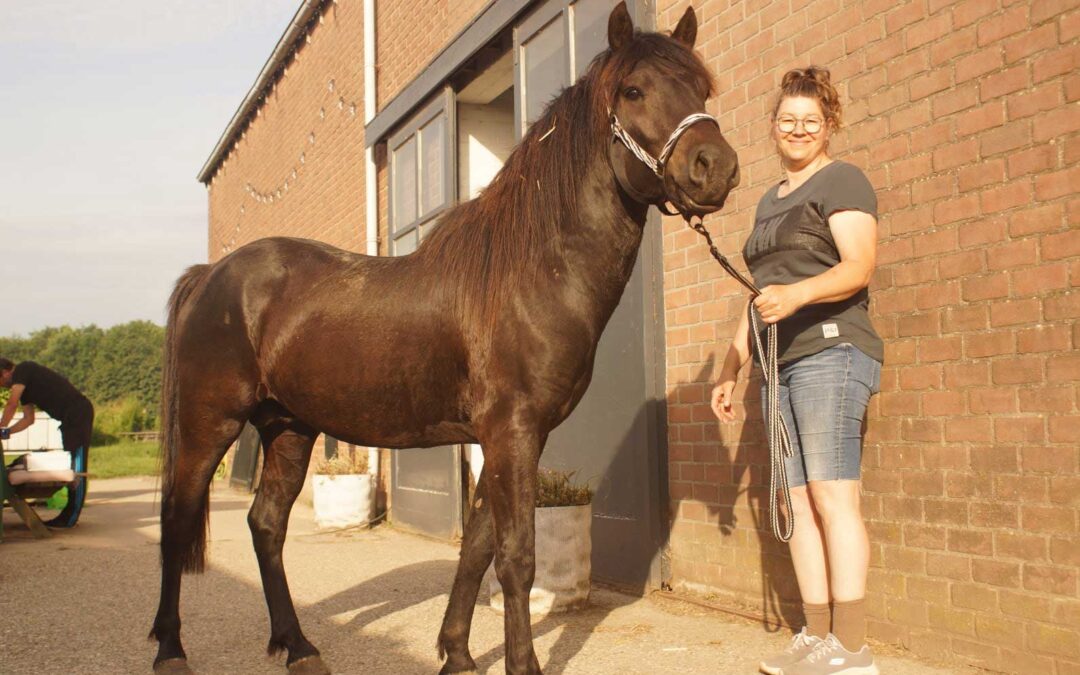 Uzgoj bosanskog brdskog konja u Nizozemskoj