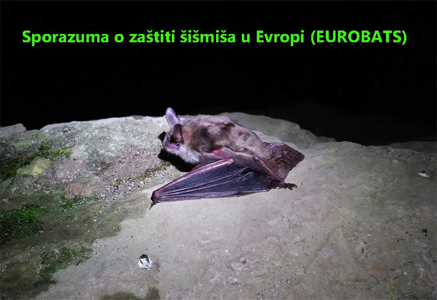 Bosna i Hercegovina i Sporazum o zaštiti šišmiša u Evropi (EUROBATS)