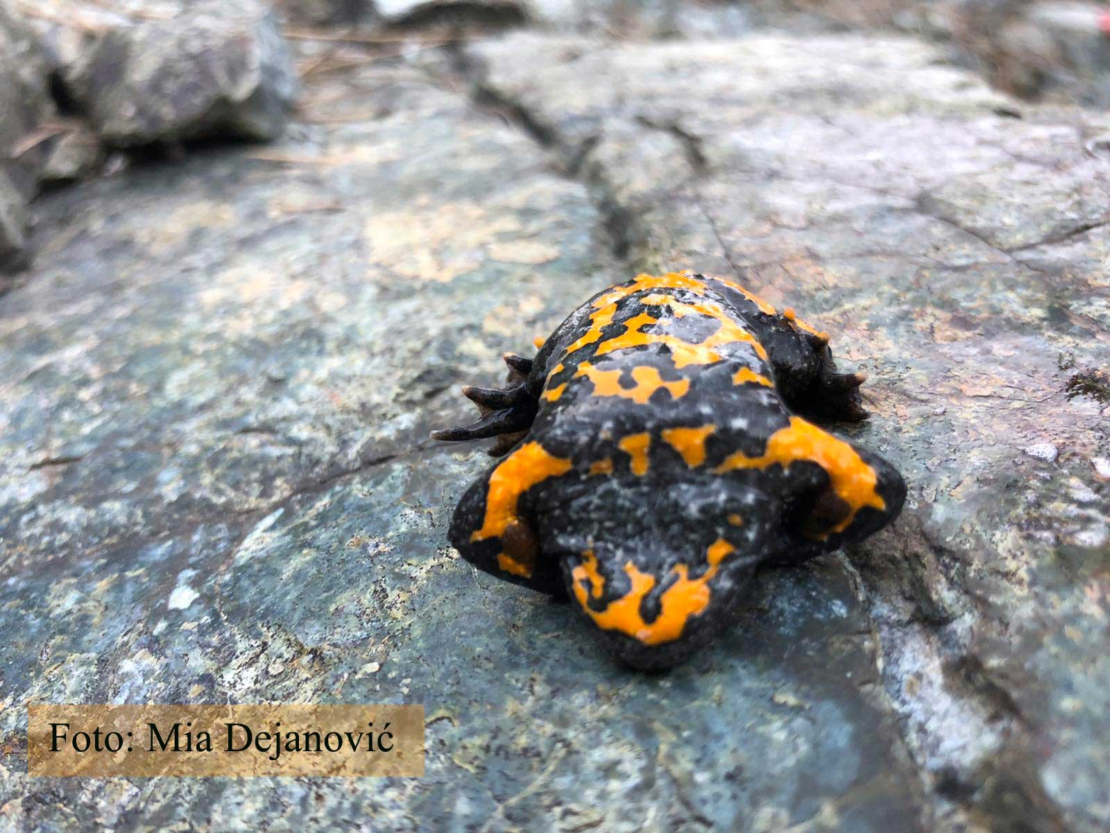 Bombina variegata Žuti mukač