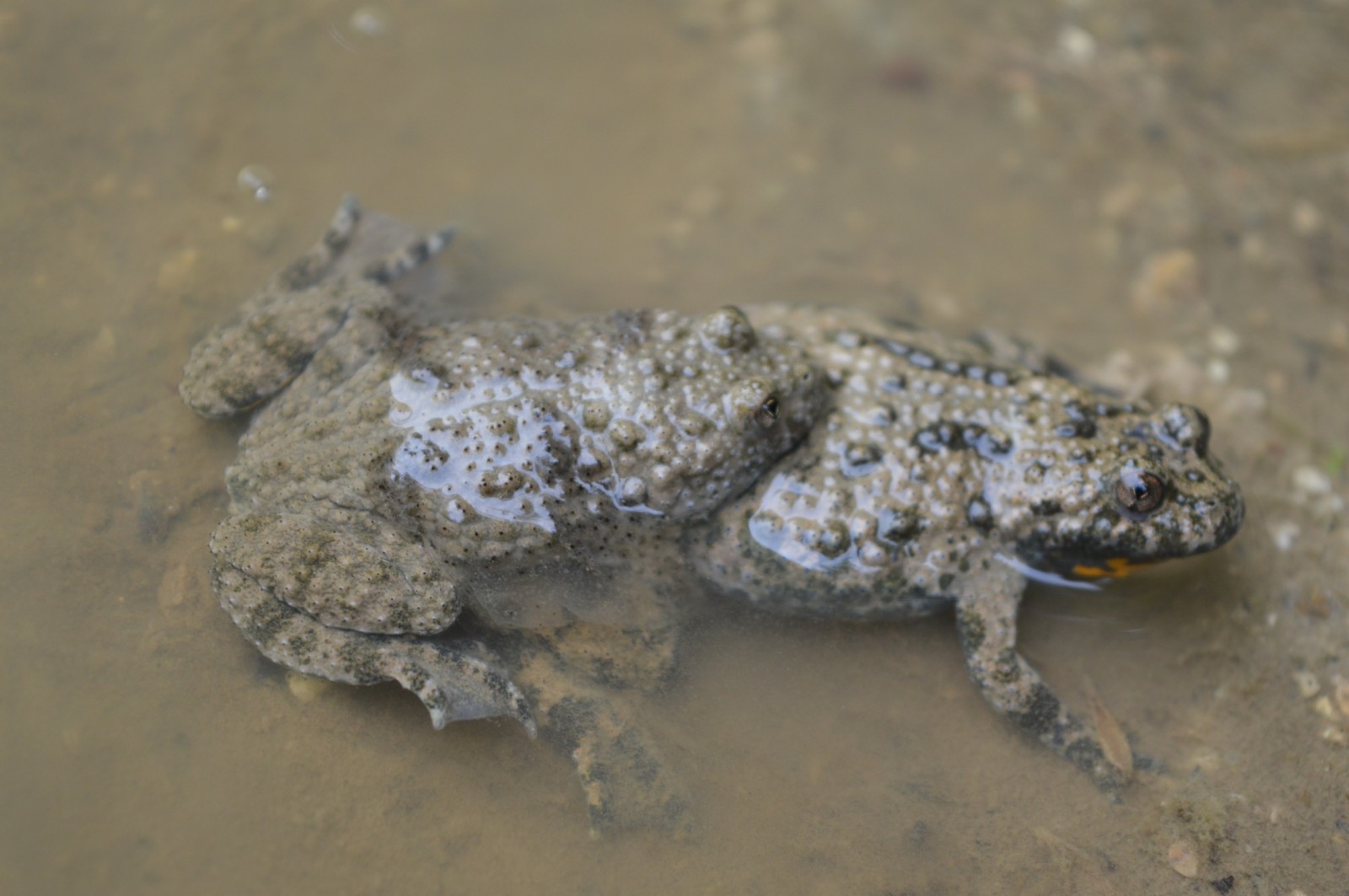 Bombina variegata Žuti mukač