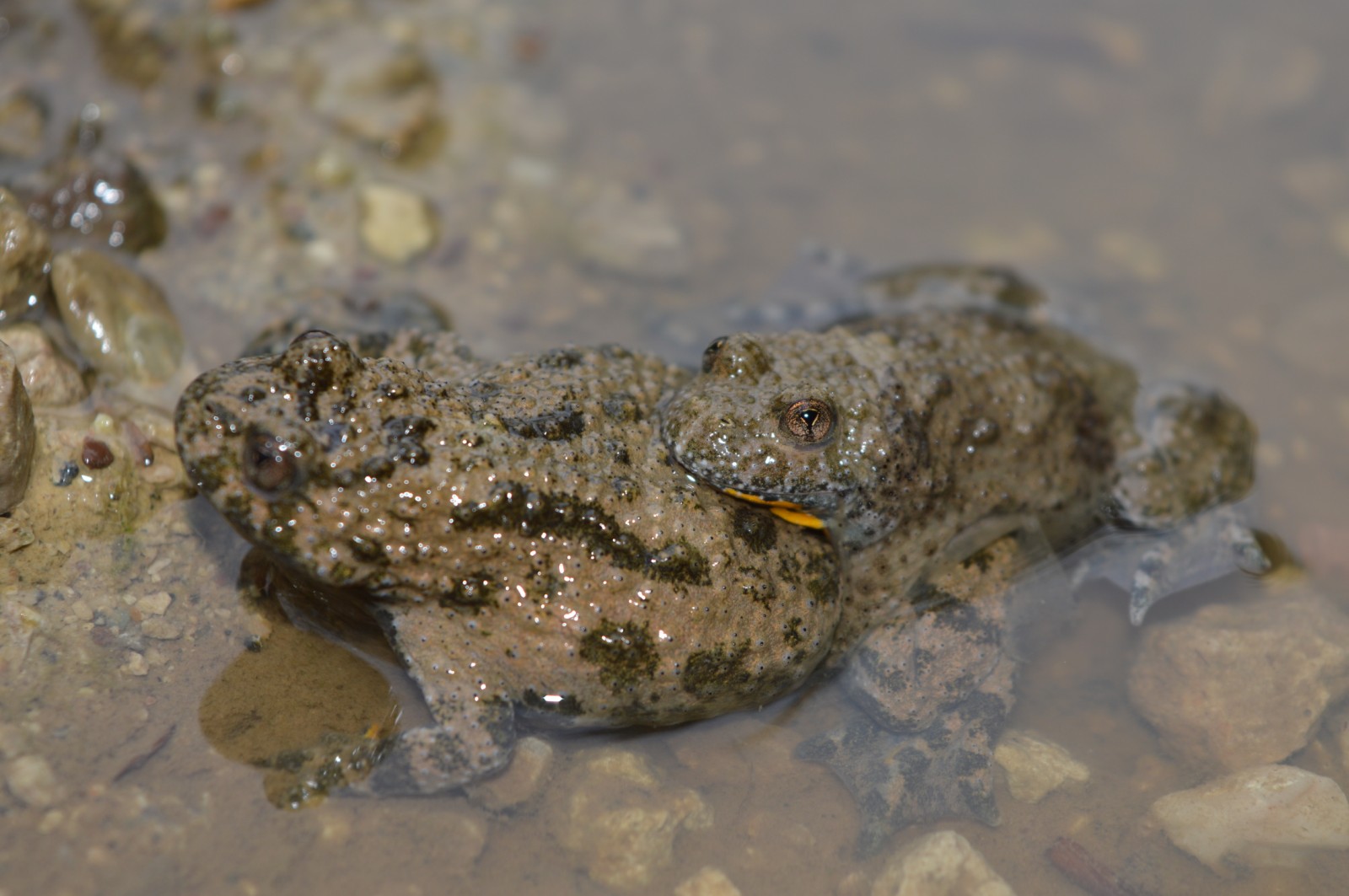 Bombina variegata Žuti mukač