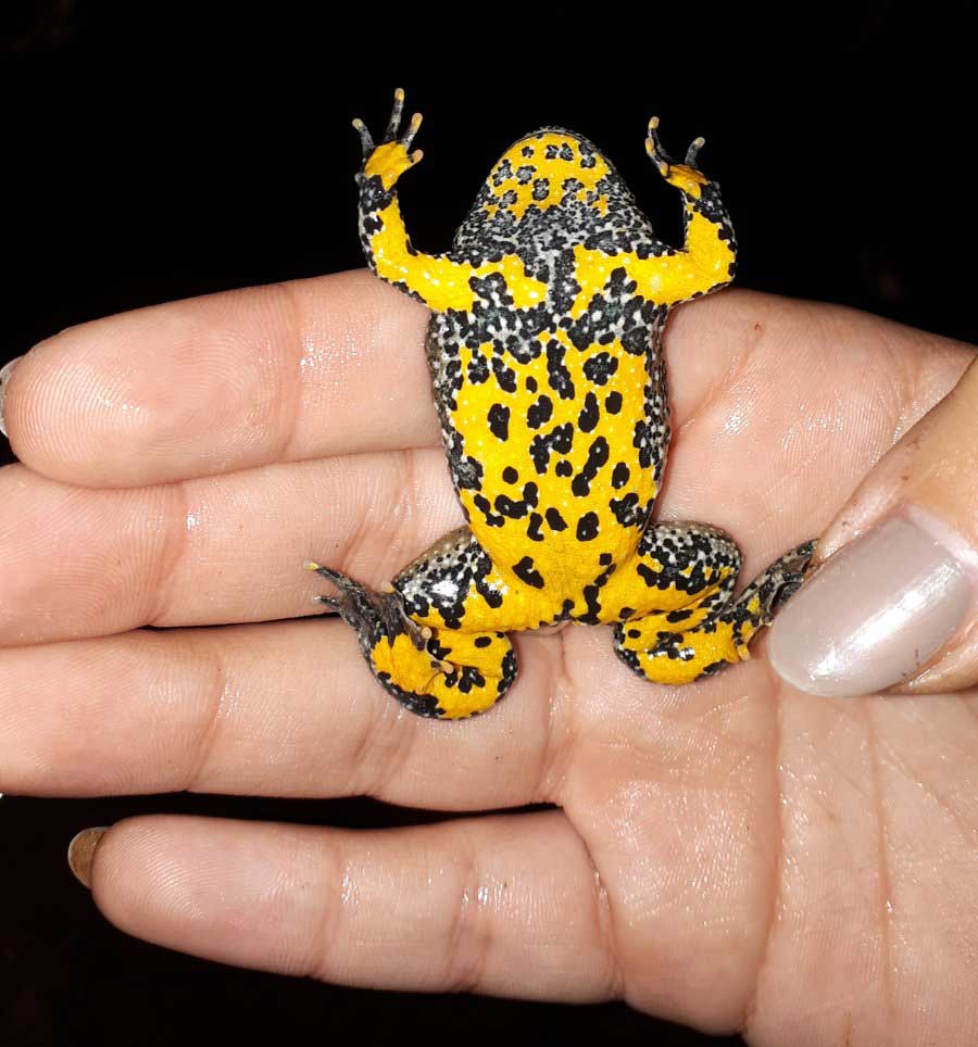 Bombina variegata Žuti mukač