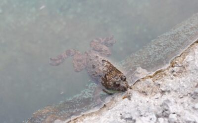 Žuti mukač iz Banja kod Soluna