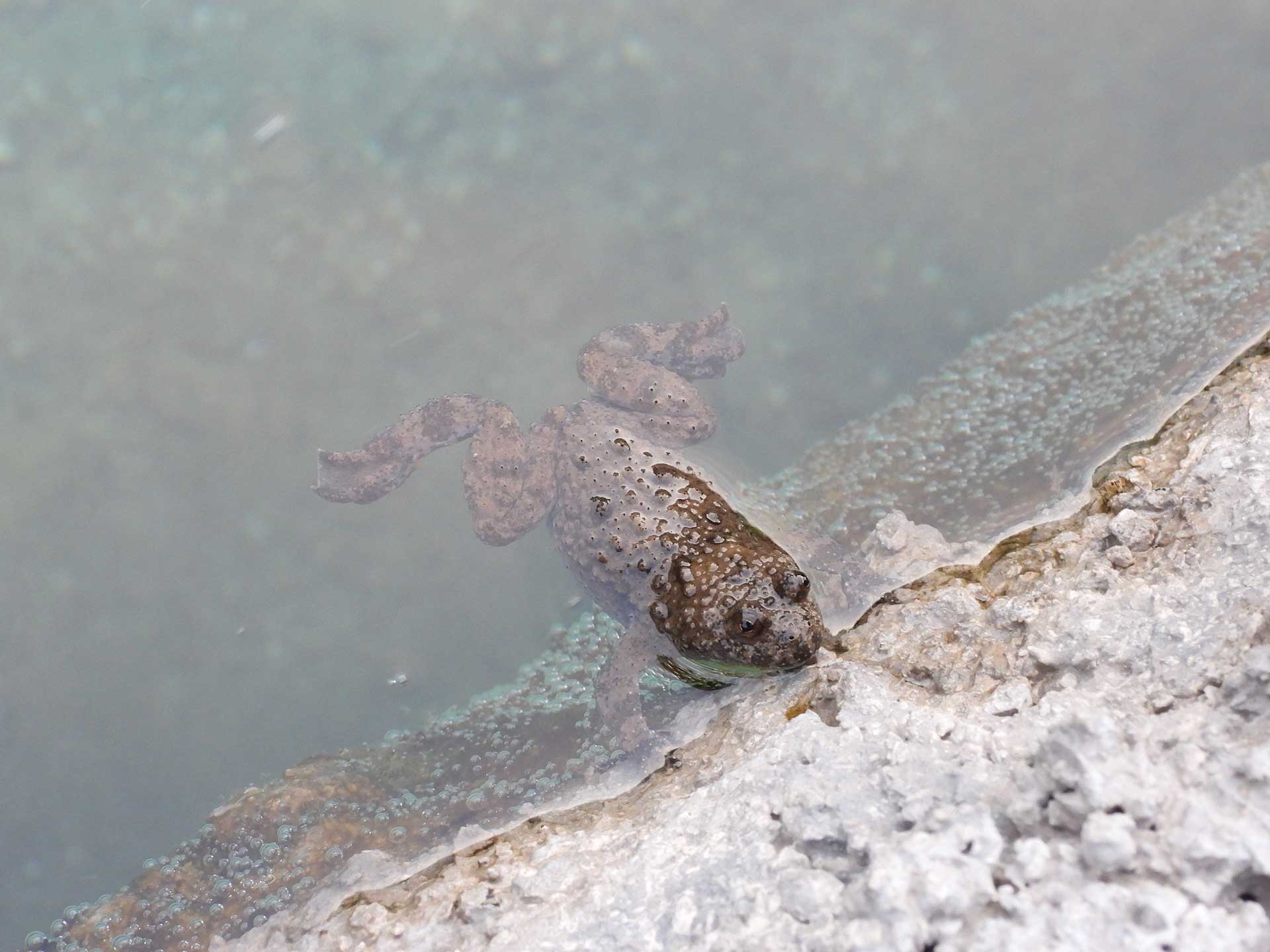 Bombina variegata Žuti mukač, Banje u Solunu