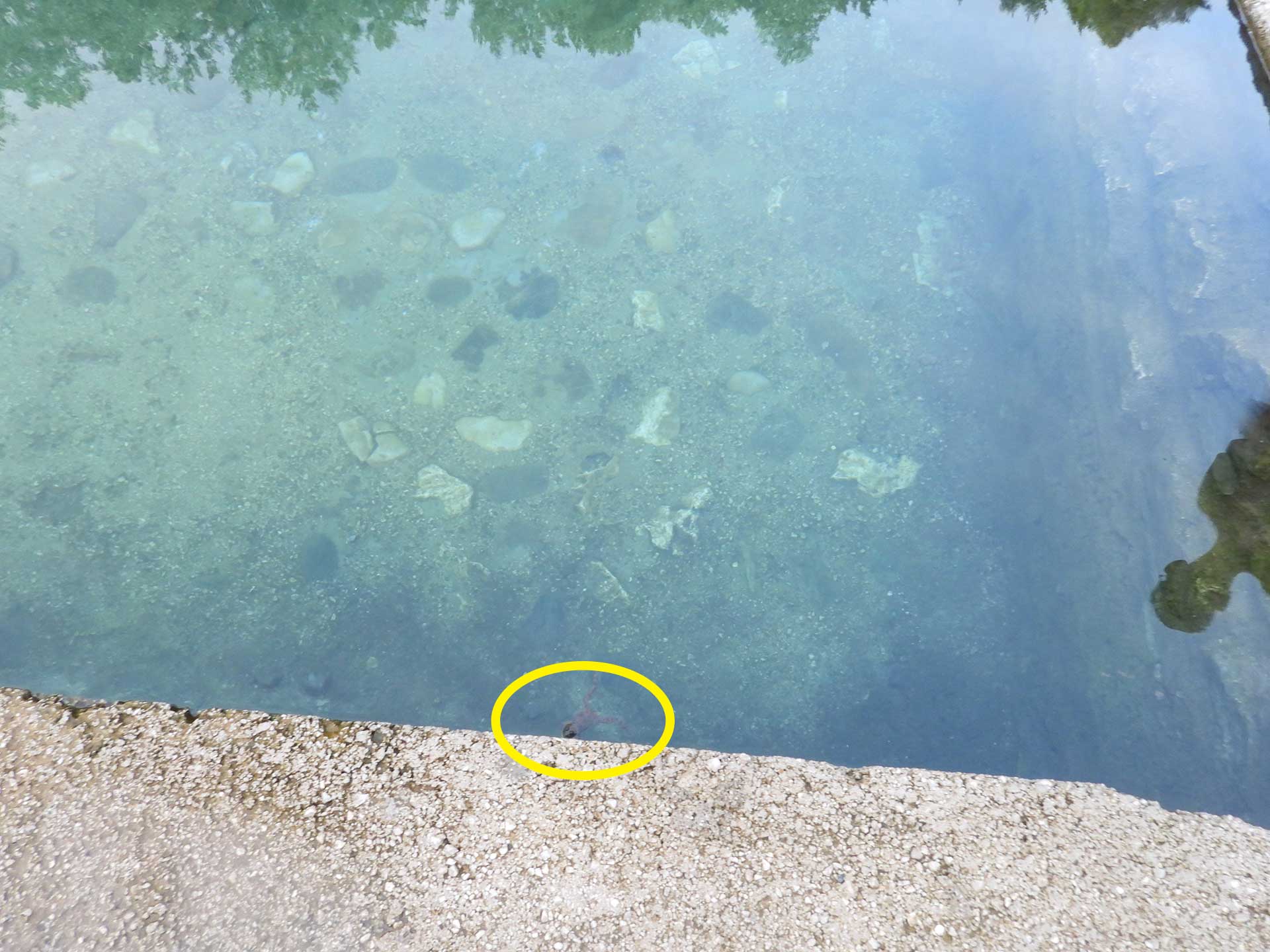 Čatrnja Rosulja Podveležje